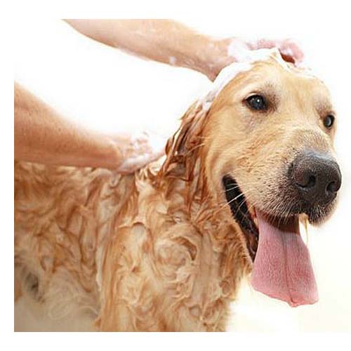 shampoo-y-acondicionadores