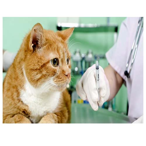 urologia-y-ginecologia